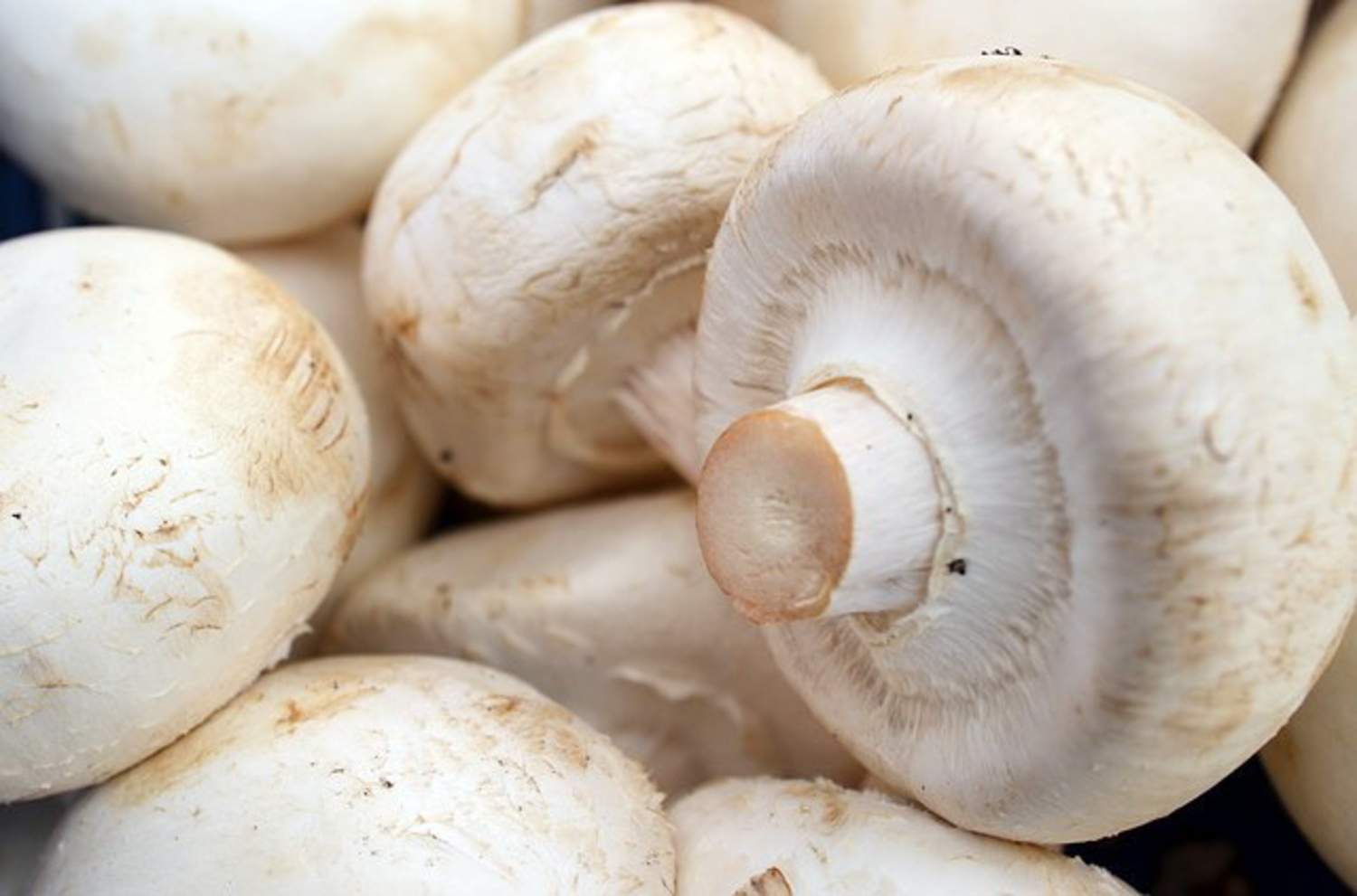 Champignons mit Tomaten gefüllt Bild