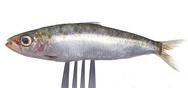 Eisenhaltig: Fisch