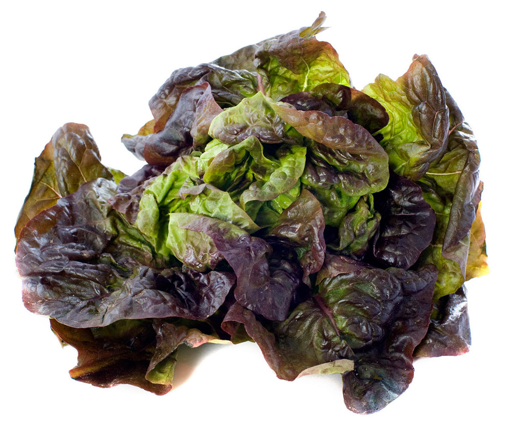 Eichblattsalat