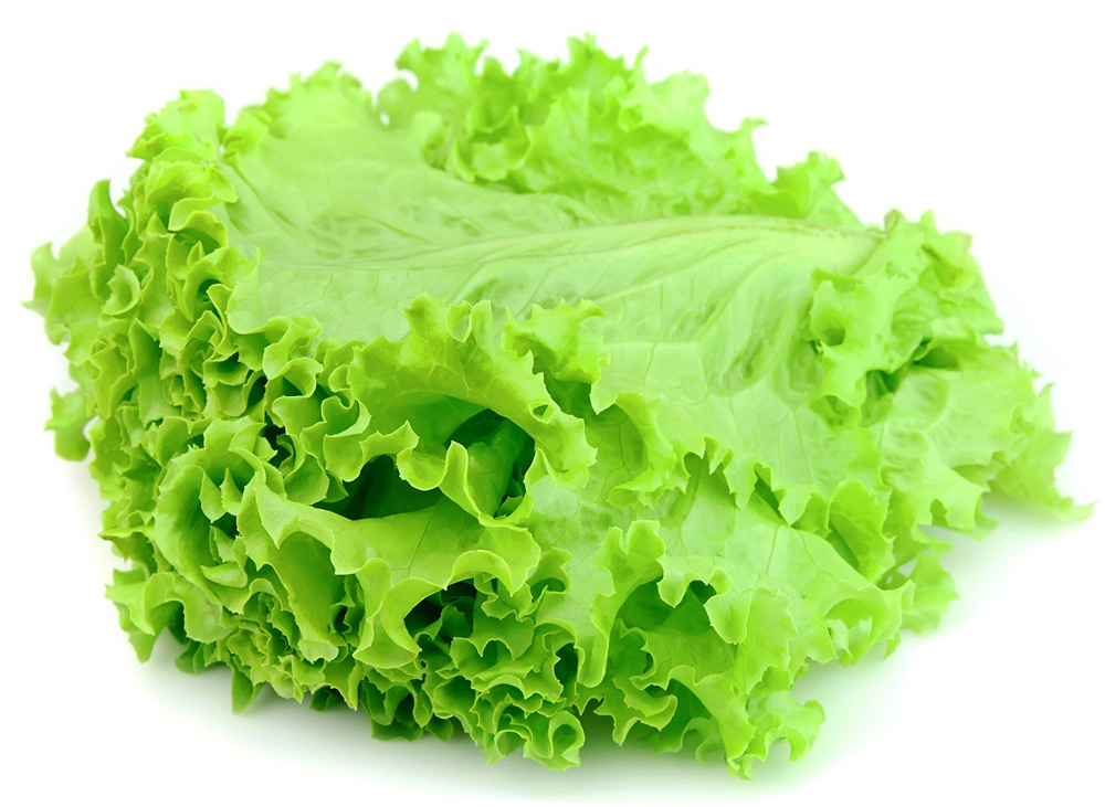 Endiviensalat