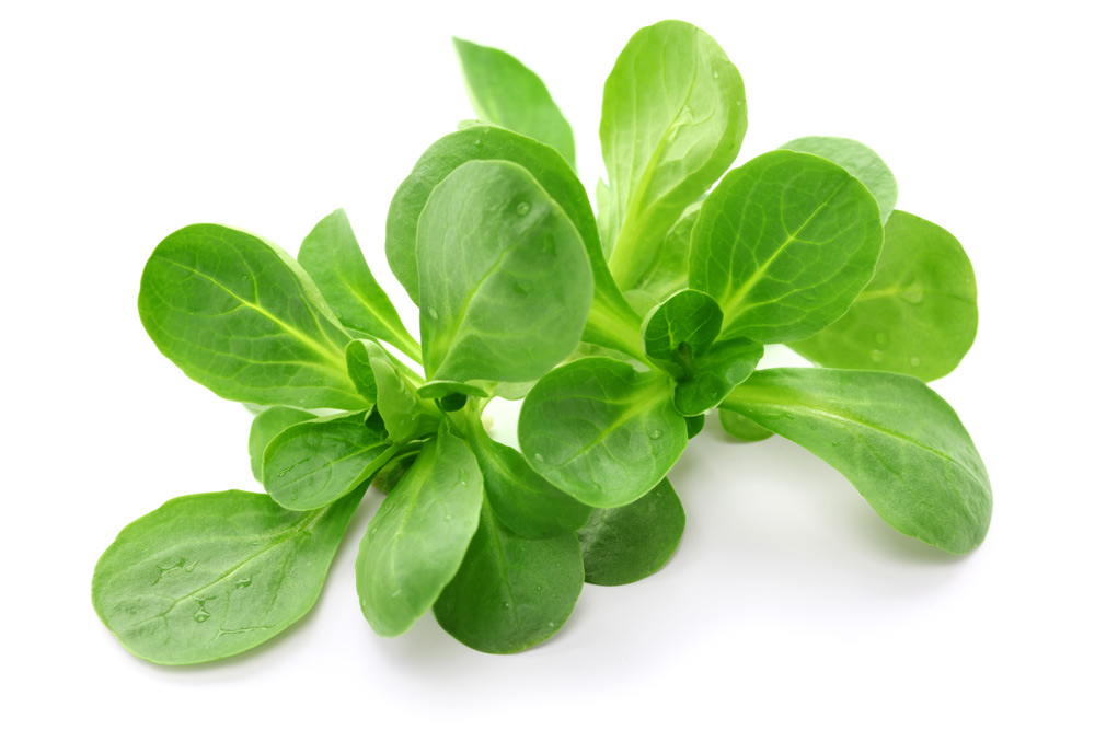 Feldsalat