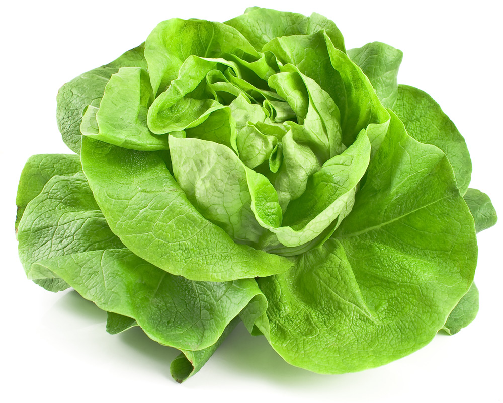 Kopfsalat