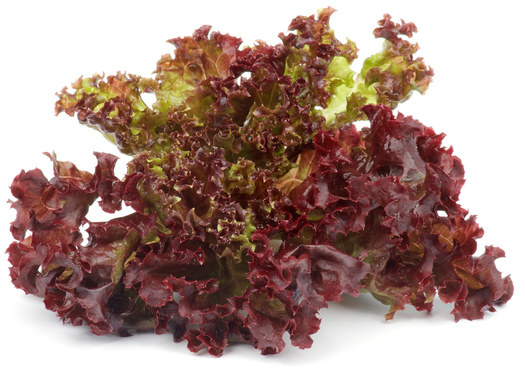 Lollo Rosso