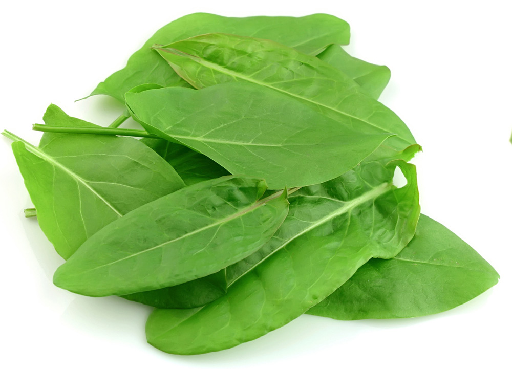 Sauerampfer